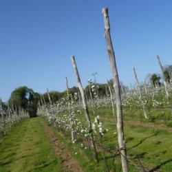 Le Verger Pomme D'api'zz