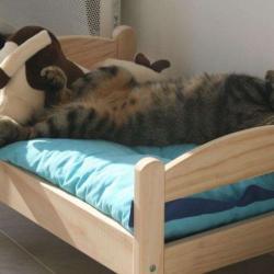 Le Jardin Des Chats