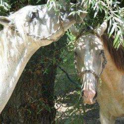 Le Ranch Du Bel Air