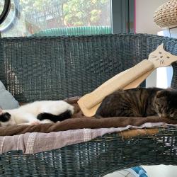 Lechatdoc