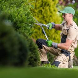 Leicester Hedge Trimming