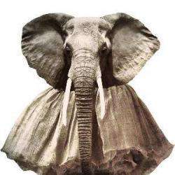 Eléphant Paname