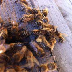 Les Abeilles De Rouis