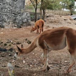 Les Alpagas Filent Sur Le Larzac