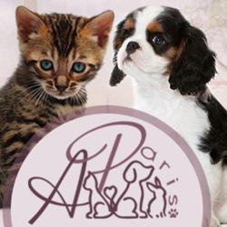 Les Animaux De Paris