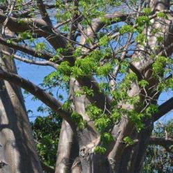 Les Baobabs