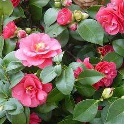 Les Camellias De La Prairie