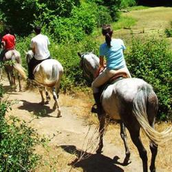 Les Chevaux Du Bel Air