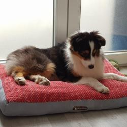 Les Chiens Du Silence