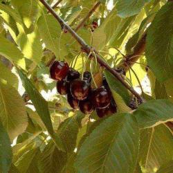 Les Cols Des Anes