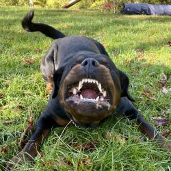 Les Crazy Dogs Educateur Canin