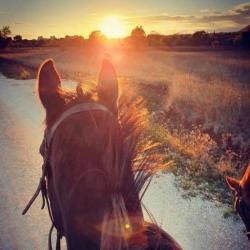 Les Ecuries Du Parc