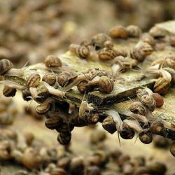 Les Escargots Du Perche