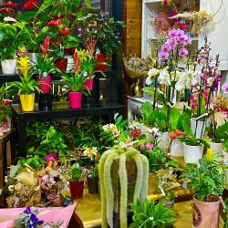 Les Fleurs D'anna