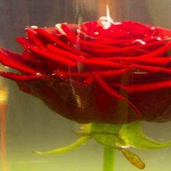 Les Fleurs De Georges Gay