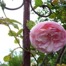 Fleurs Et Jardin Du Cassel