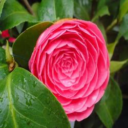 Les Jardins De Juliette