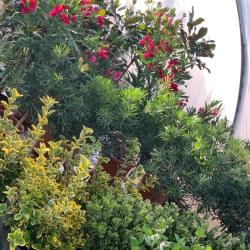 Les Jardins De La Méditerranée - Jardinerie Narbonne