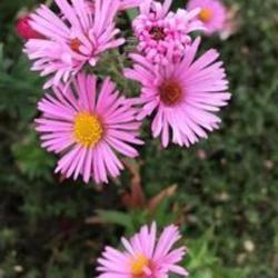 Les Jardins De Phocas