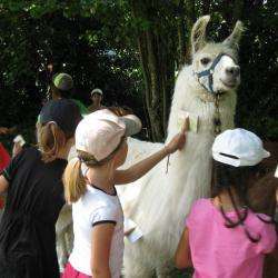 Les Lamas Et Le Safran De Salagine