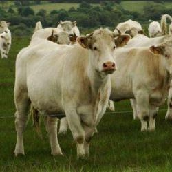 Les Landes Celtes
