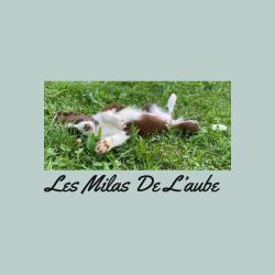 Les Milas De L'aube