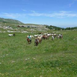 Les Muletiers