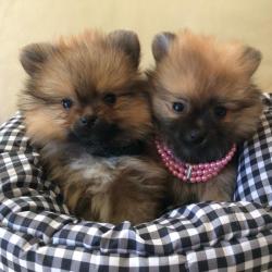 Les Petits Malins