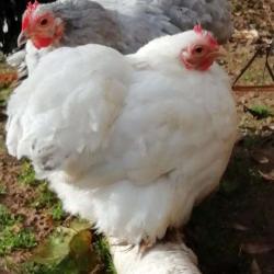Les Poules à Jeannot
