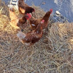 Les Poules En Goguette