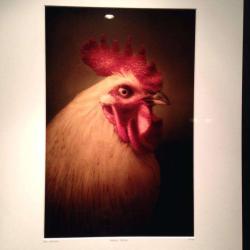 Les Poulettes Batignolles