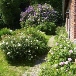 Les Rhododendrons