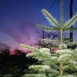 Les Sapins De La Scheer