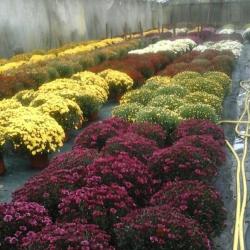 Les Serres Et Les Fleurs De Majolan