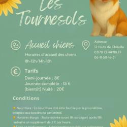 Les Tournesols