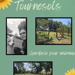 Les Tournesols