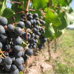 Les Vignerons D'oléron