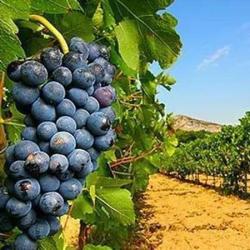 Les Vignerons De La Provence-verte