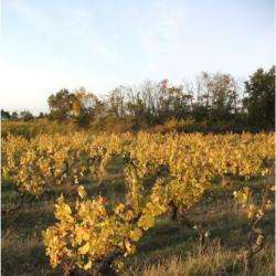 Les Vignes Herbel
