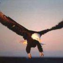 Les Aigles Auxerre Monéteau