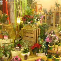 Vert'tiges Fleurs