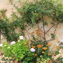 Litas Immobilier