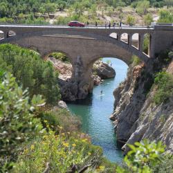 L'olivier De La Roque