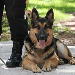 Lorraine Protection Secur