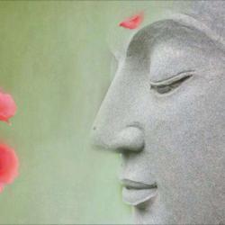 Lotus Amma Assis