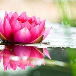 Lotus Detente