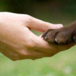 Luberon Dog School
