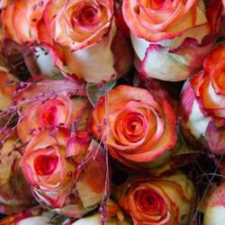 Mado Fleurs