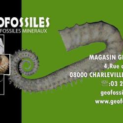 Magasin Geofossiles