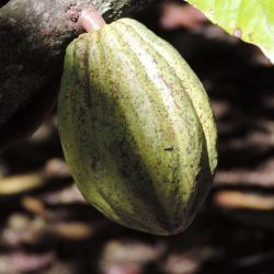 Maison Du Cacao